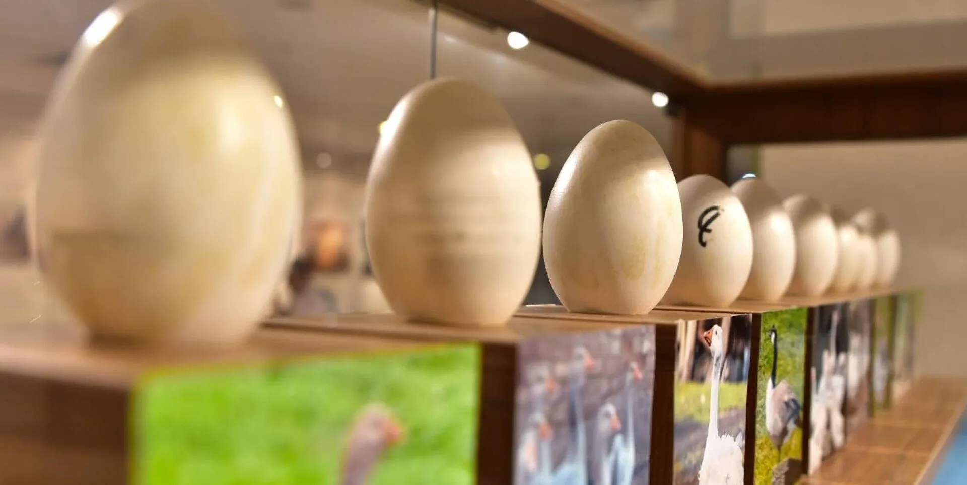 YumurtaMüzesi